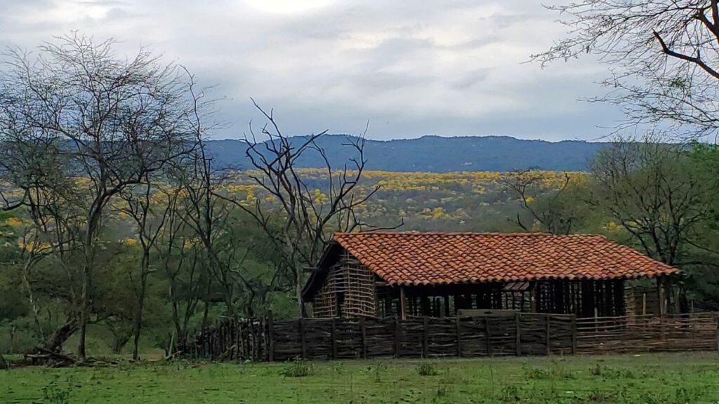 Casa patrimonial en el barrio El Progreso, parroquia Cazaderos, rodeada por el bosque seco de Zapotillo después del florecimiento de los guayacanes.