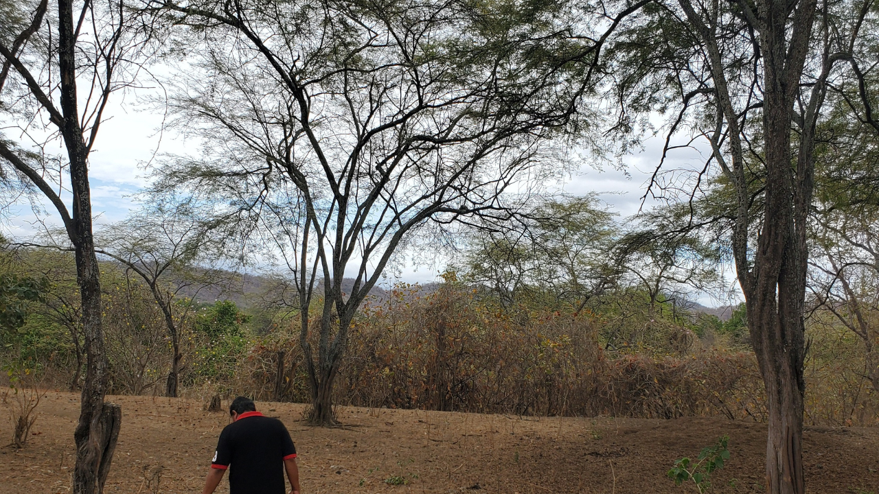 No hay fecha confirmada para los guayacanes: cómo leer las señales reales del bosque seco