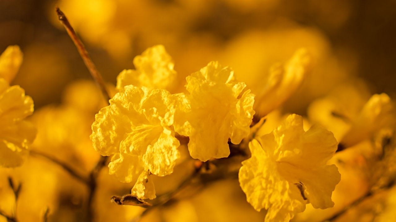 Tour Guayacanes Cazaderos 2026: Ruta Premium al Florecimiento Dorado del Bosque Seco