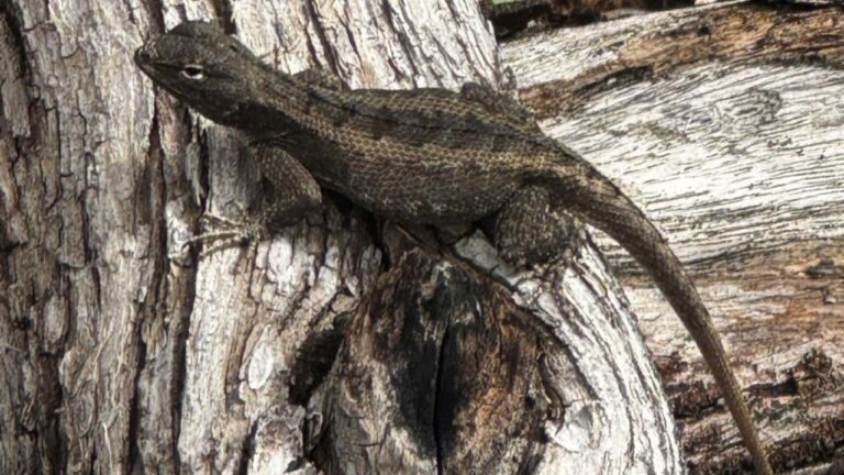 Lagartija espinosa (Sceloporus sp.) mimetizada perfectamente con la corteza de un árbol en Cazaderos, Zapotillo, Ecuador.