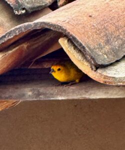 Vida después del florecimiento de los guayacanes en el bosque seco de Cazaderos