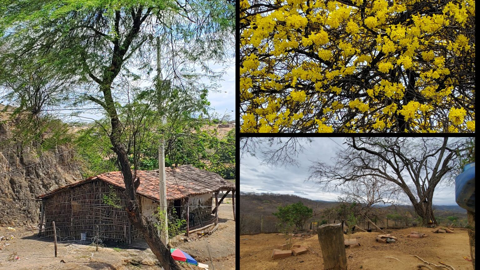 El contraste de estaciones en el bosque seco: de la sequía al esplendor floral del guayacán