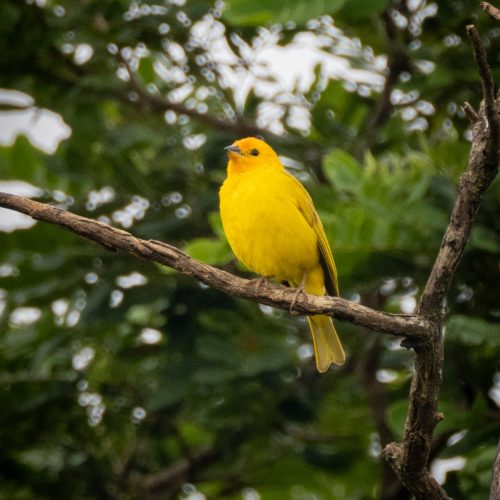 Jilguero dorado llamado Chimuelo posado sobre una rama mientras construye su nido cerca de la cafetería Nia Kapro