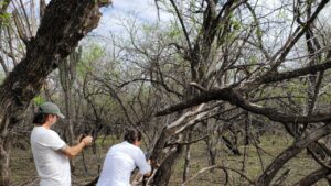 Visitantes recorren el bosque seco de Cazaderos, Zapotillo, durante la temporada florecimiento, observando la regeneración natural del ecosistema.